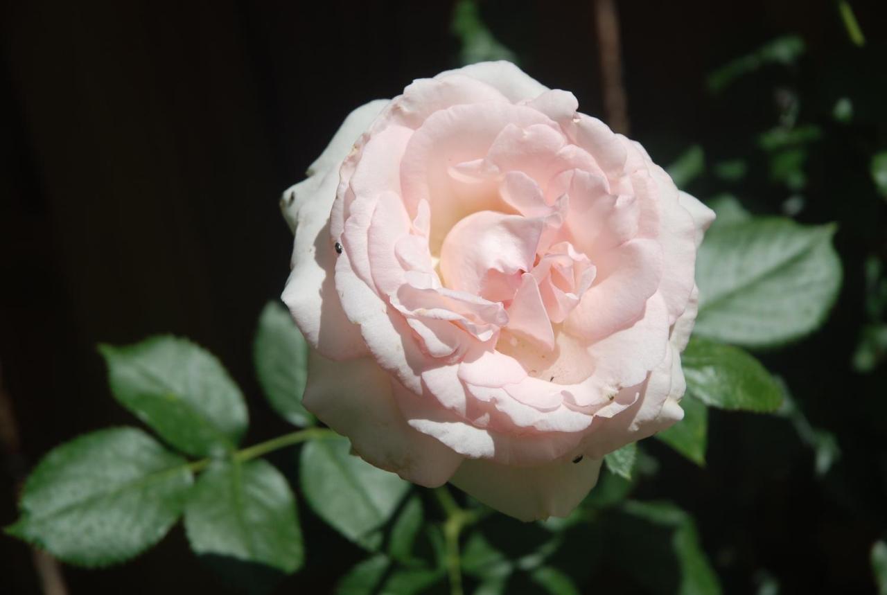 Rose Garden Mezzanine Bed & Breakfast Giverny Ngoại thất bức ảnh